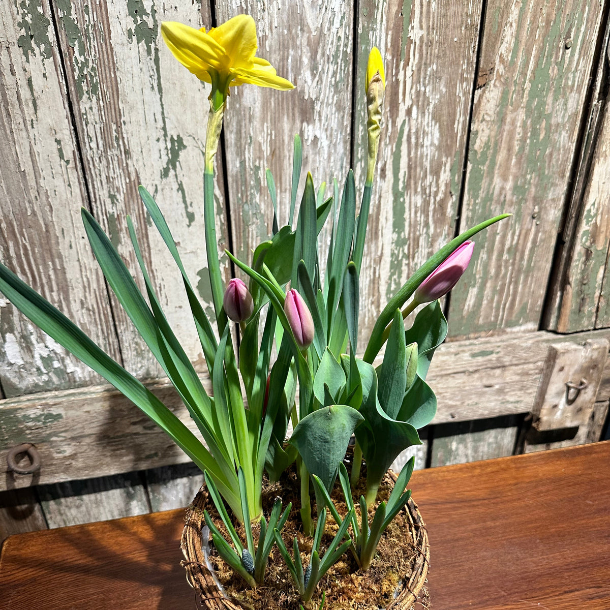 Spring Bulb Garden