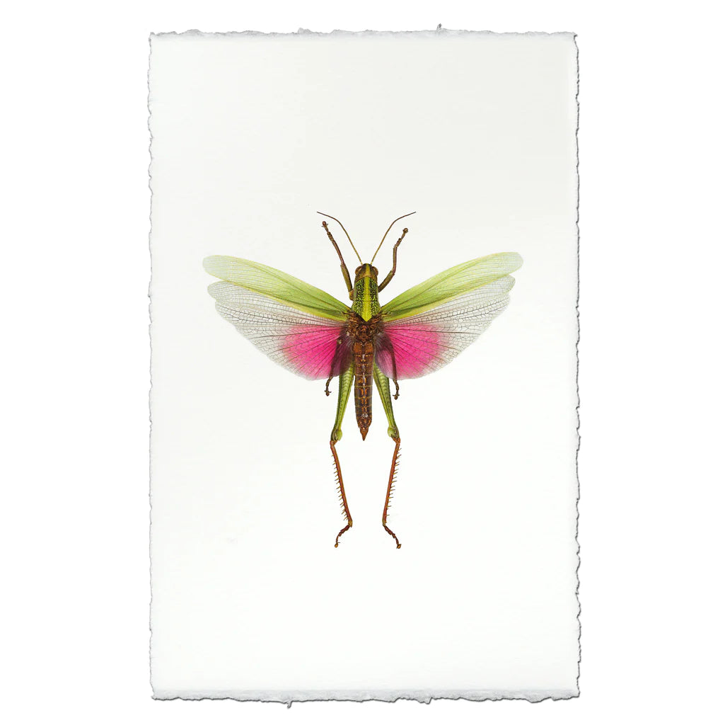 Pink Grasshopper