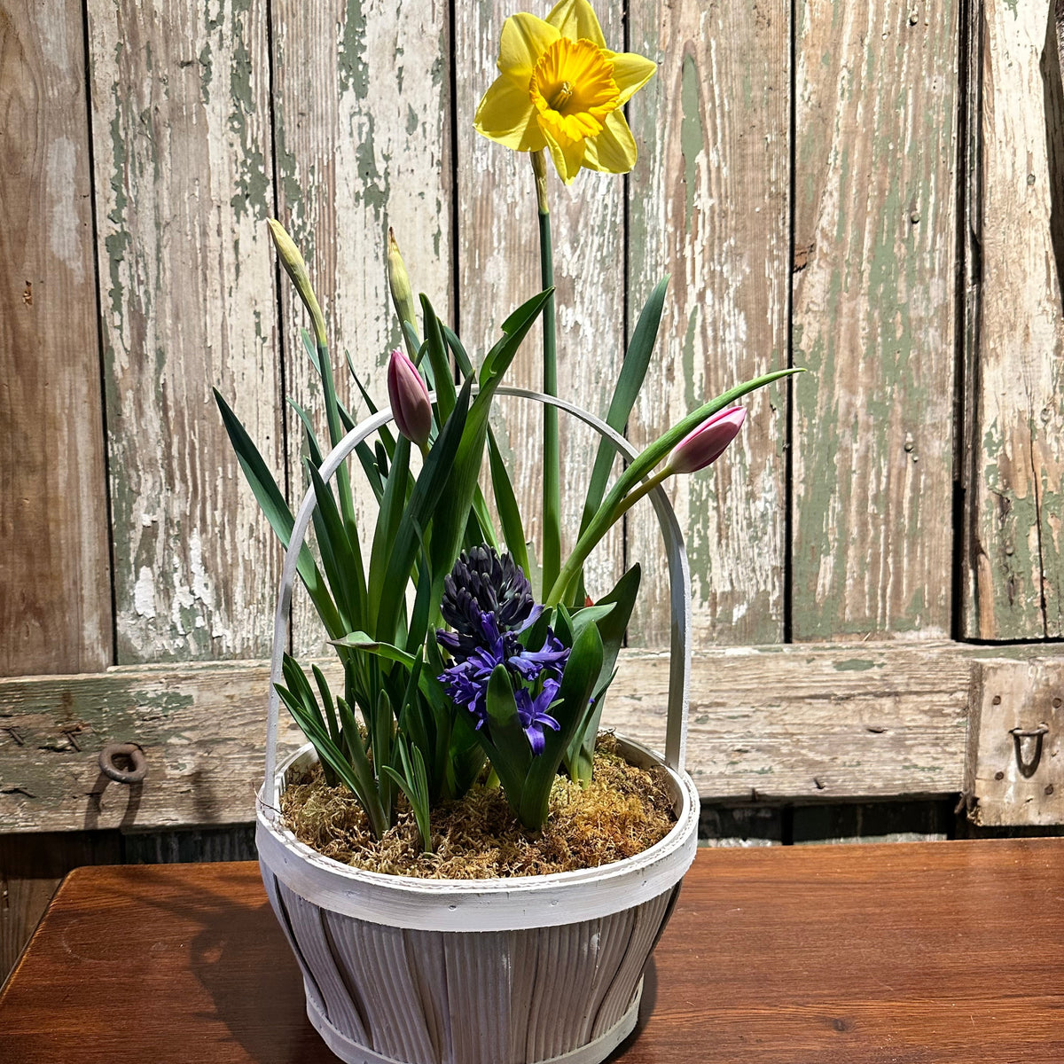 Spring Bulb Basket
