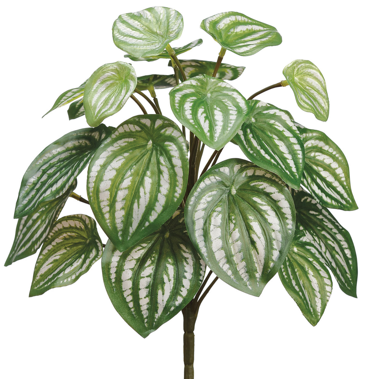 12" Watermelon Plant Green Silver