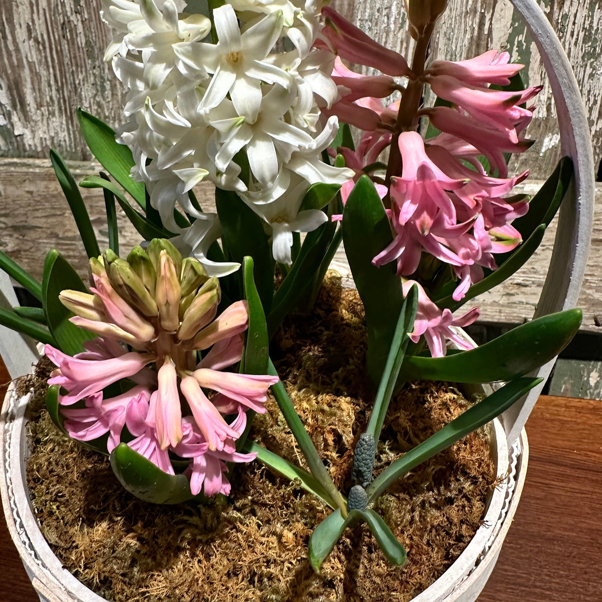Spring Bulb Basket
