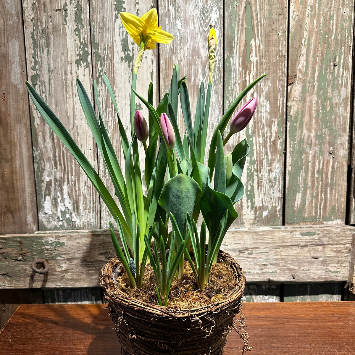 Spring Bulb Garden