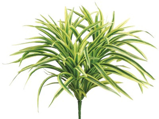 12" Small Dracaena Plant Light Green