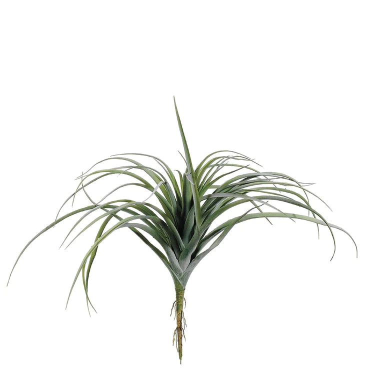 11" Tillandsia  Green Gray