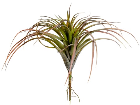11" Tillandsia  Green Burgundy
