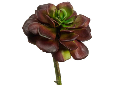 8" Echeveria Stem Burgundy Green