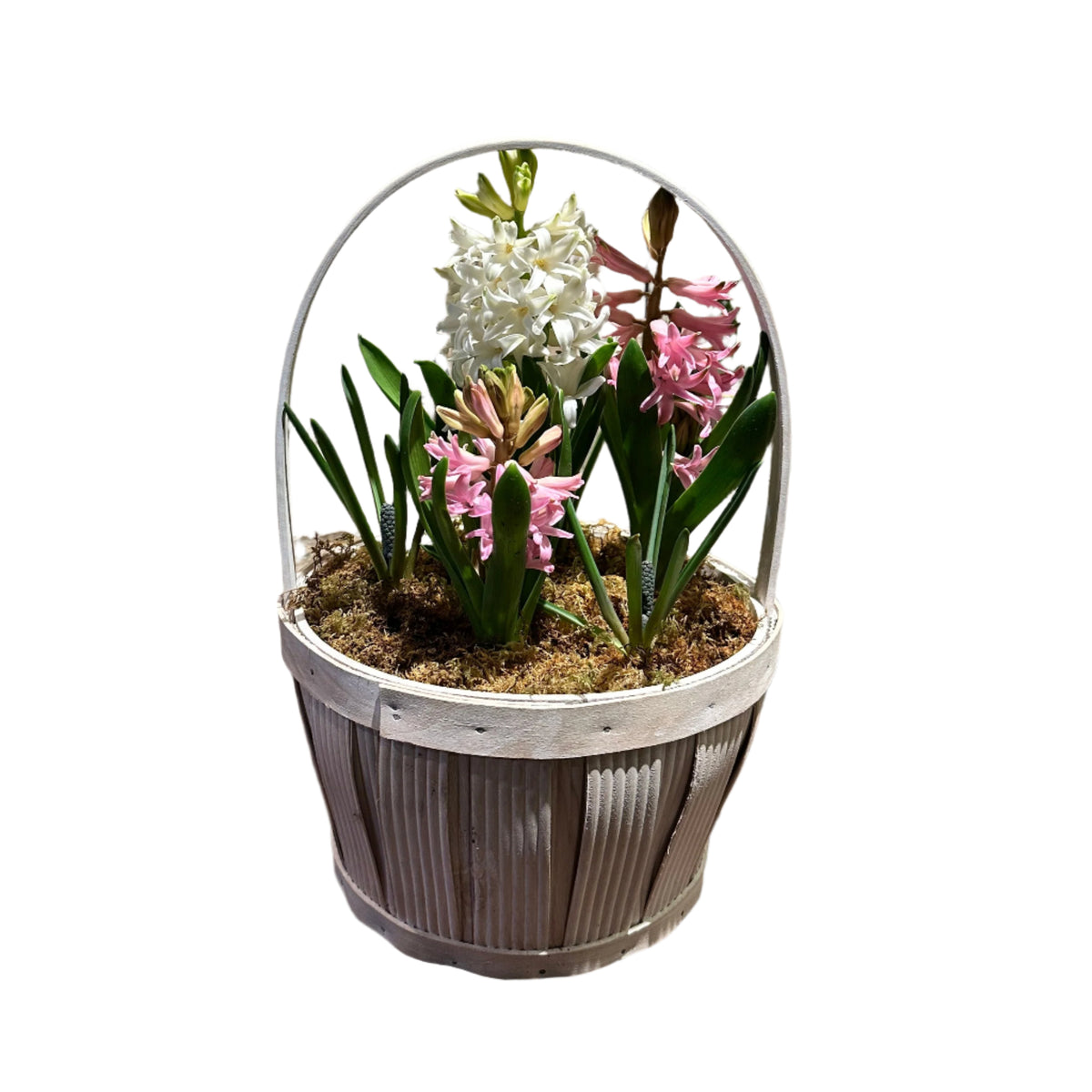 Spring Bulb Basket