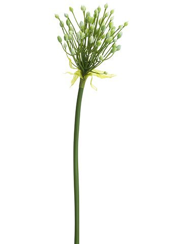 28" Agapanthus Bud Stem Green