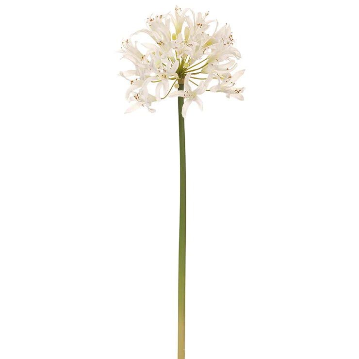 35" Agapanthus Stem Cream