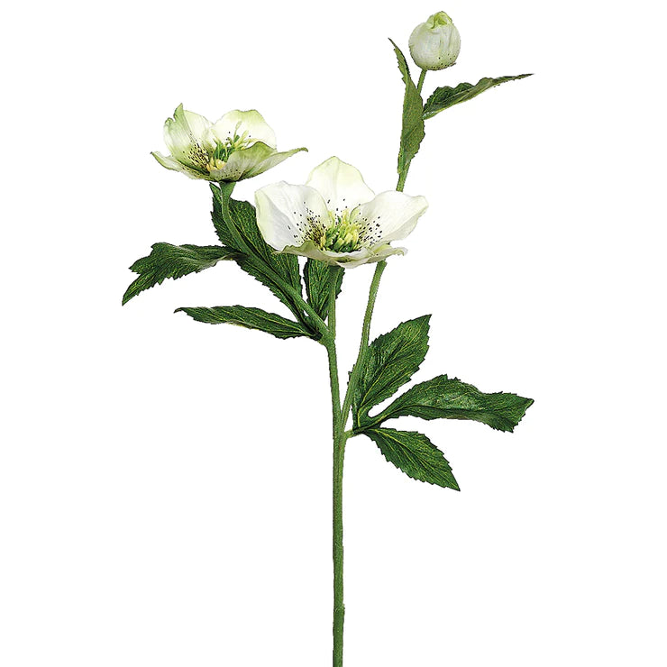 22" Helleborus Stem - White