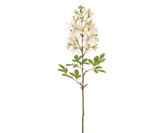 24.5" Cleome Stem White