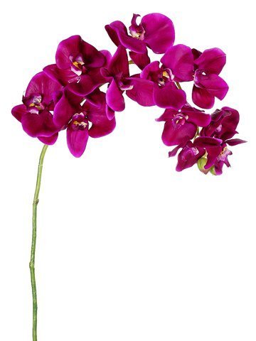37" Phalaenopsis Orchid Stem Purple