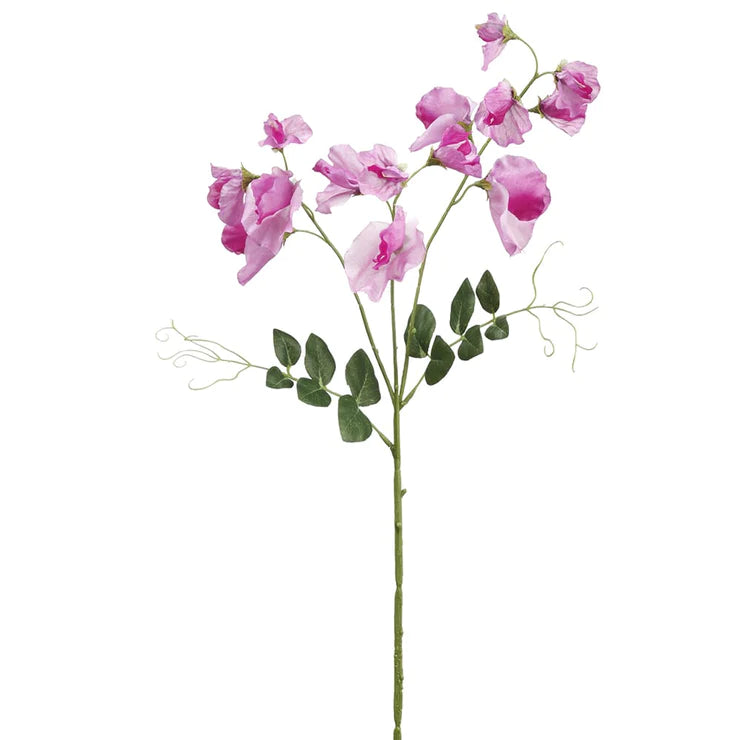 27" Sweetpea Stem Fuchsia