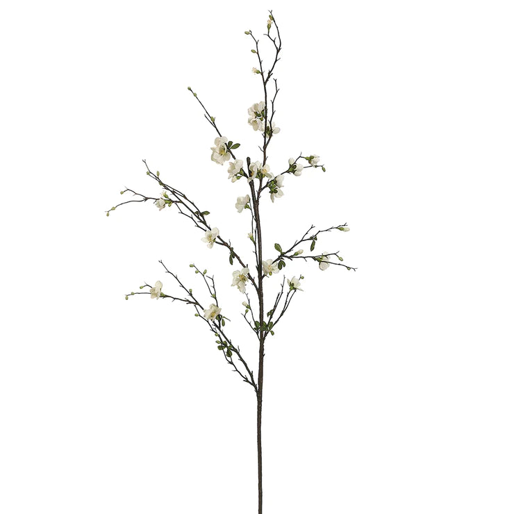 57" Quince Blossom Branch Cream