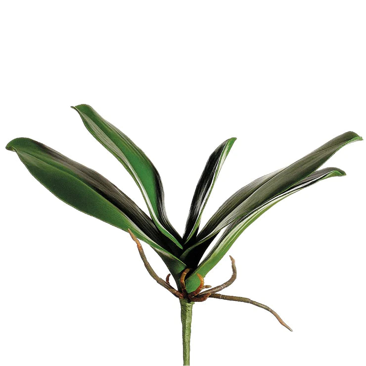 11" Phalaenopsis Leaf