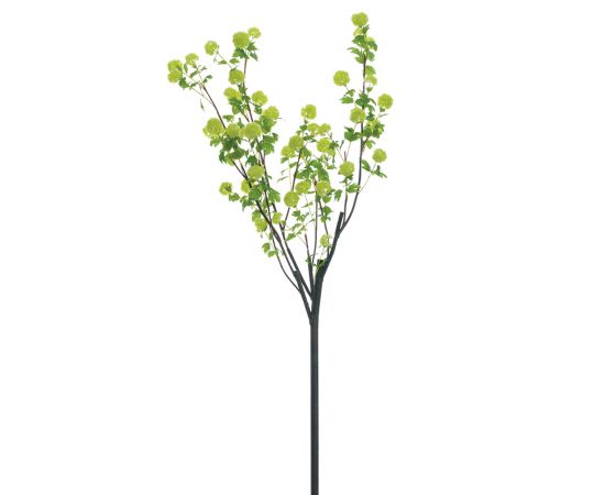 108" Snowball Viburnum
