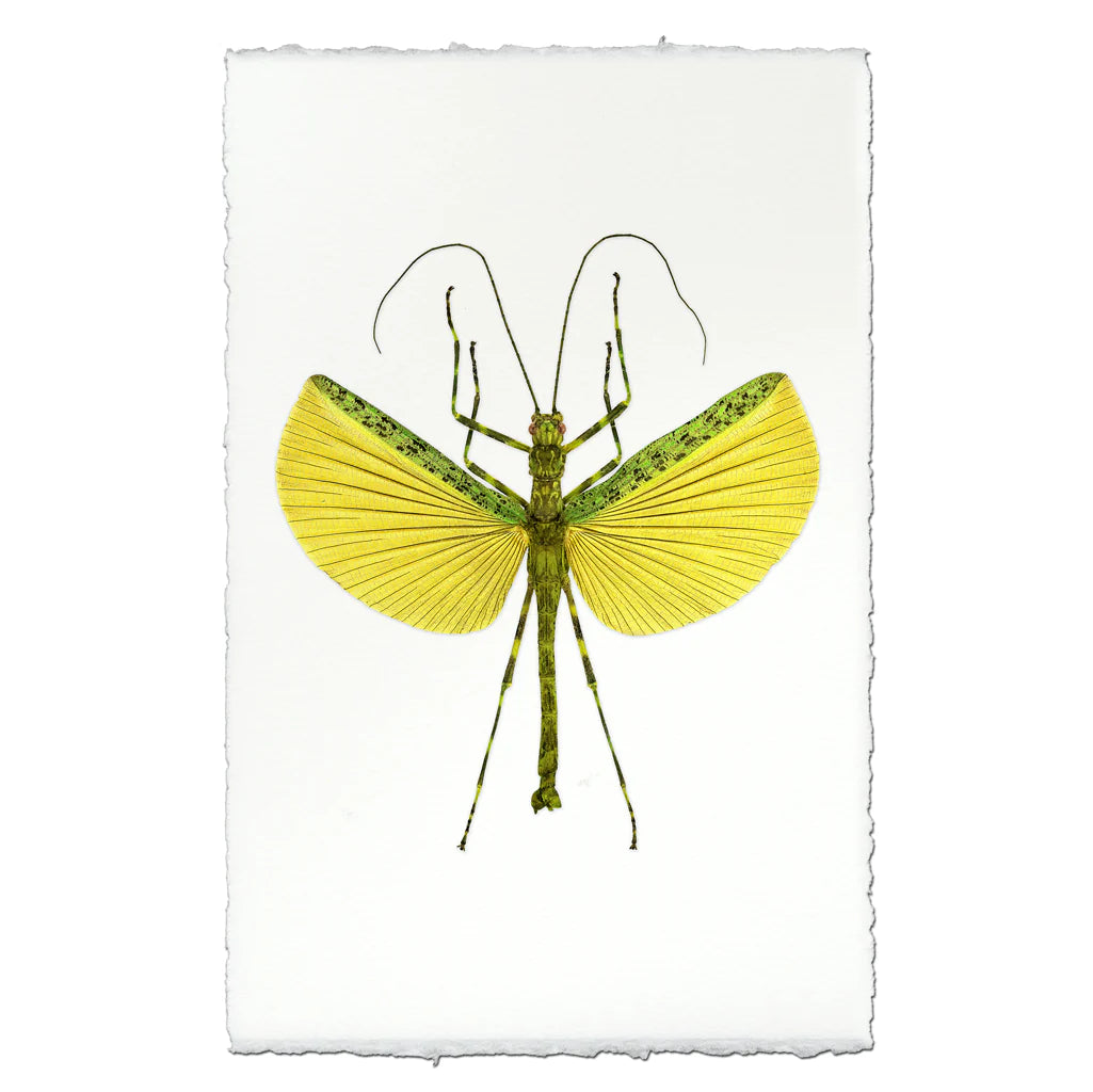Lemon Lime Stick Bug