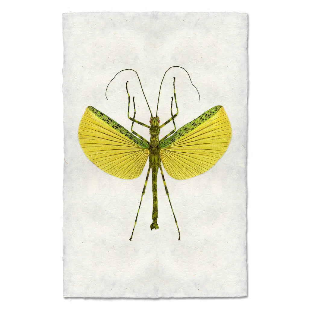 Lemon Lime Stick Bug
