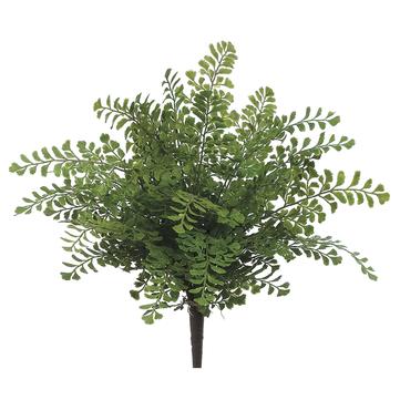 16" Maidenhair Fern Plant  Green