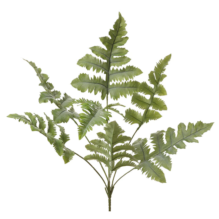 27" Blue Star Fern Plant Green