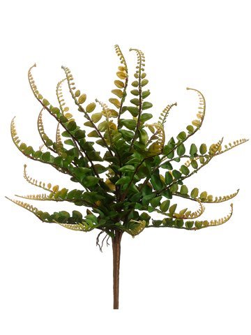 16" Button Fern Plant  Green