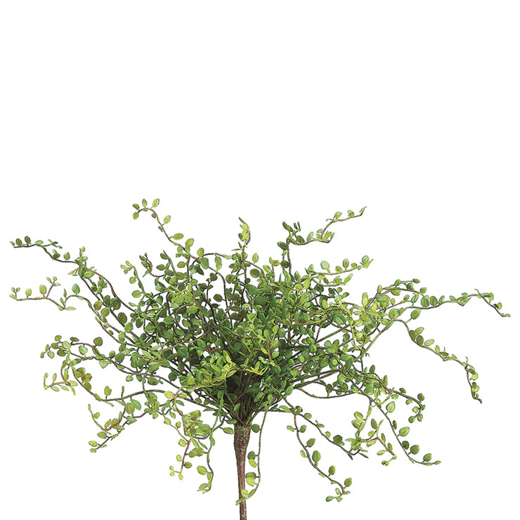 15" Button Leaf Plant  Green