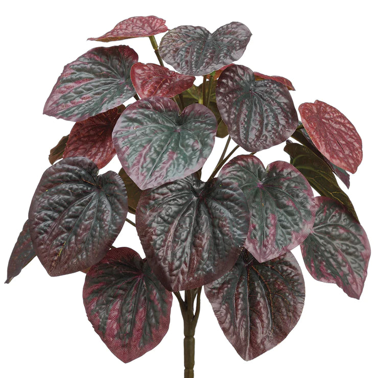 11" Pepperomia Plant Burgundy