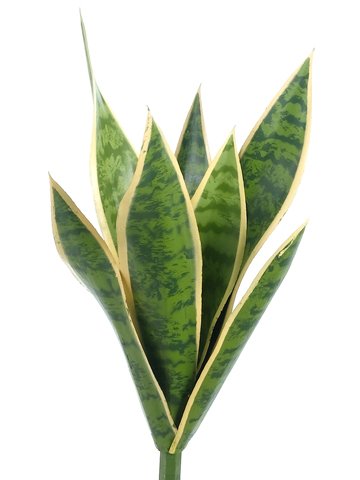 15.5" Mother-In-Law's Tongue