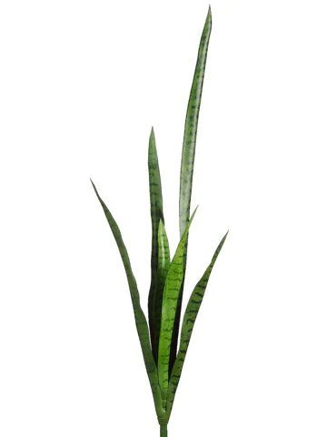 41" Mother-In-Law's Tongue