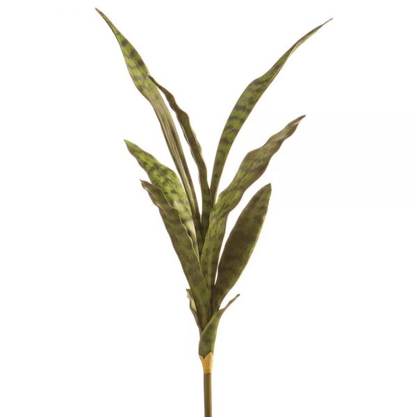 27" Sansevieria Plant