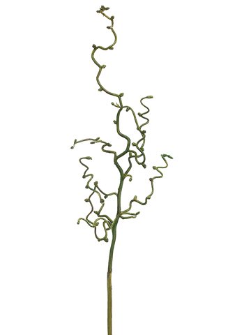 30" Curly Willow Branch  Green