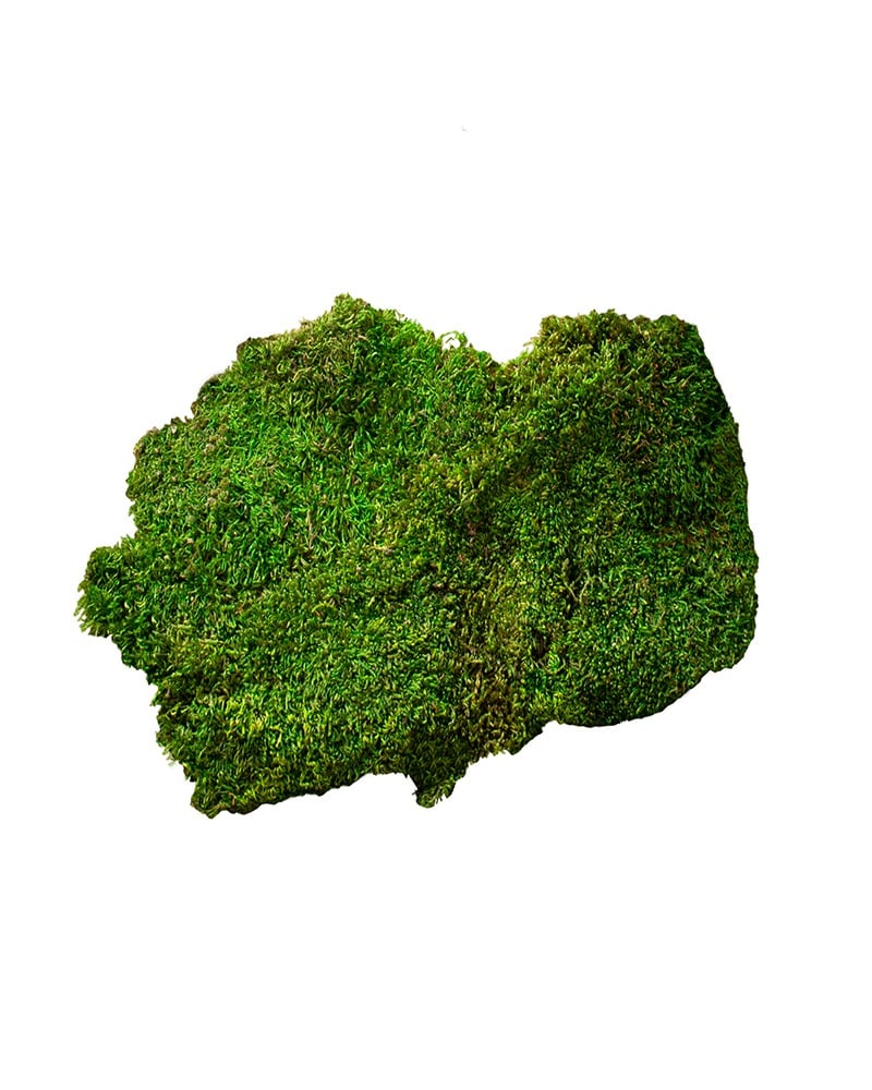 Preserved Sheet Moss