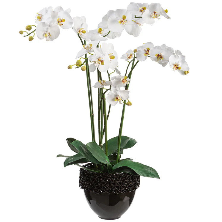 35" Phalaenopsis Orchid Plant