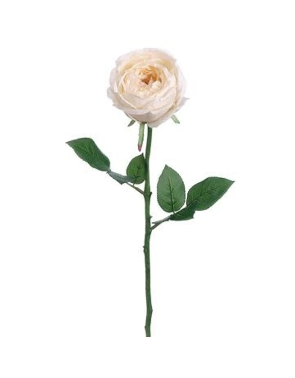 23" Garden Cabbage Rose Stem - White