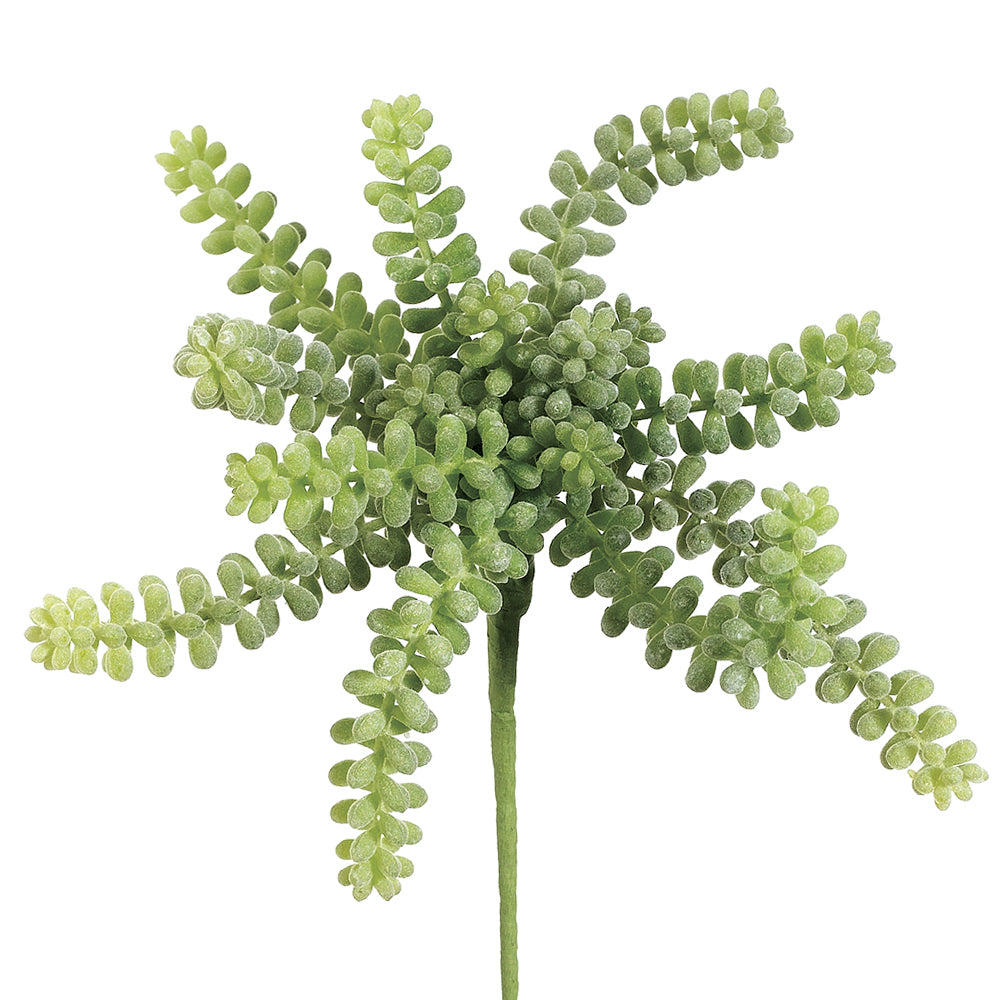 Donkey Tail Plant