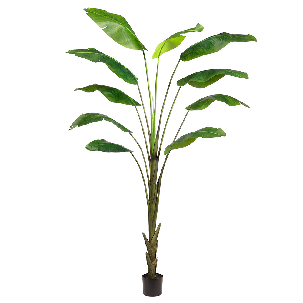 Banana Leaf Palm