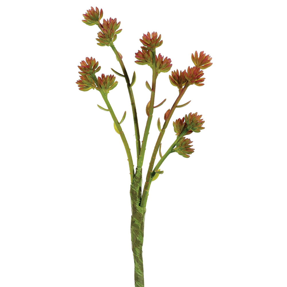 Sedum Stem