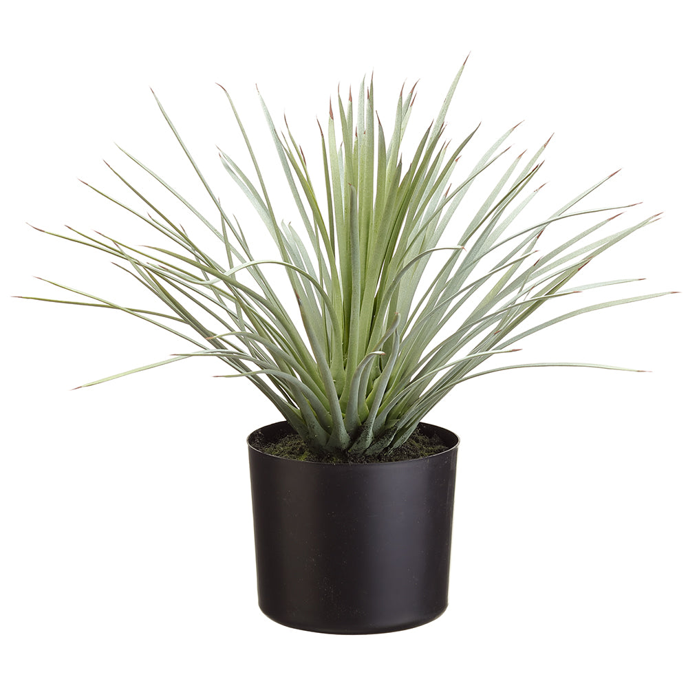 Whipple Yucca In Pot