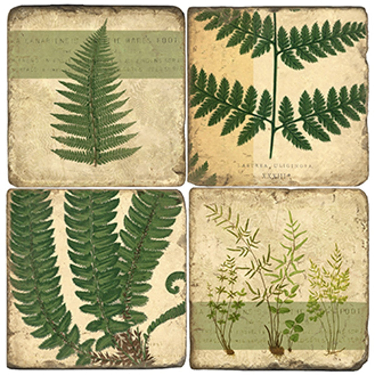 Botanical Ferns Coaster - Set of 4