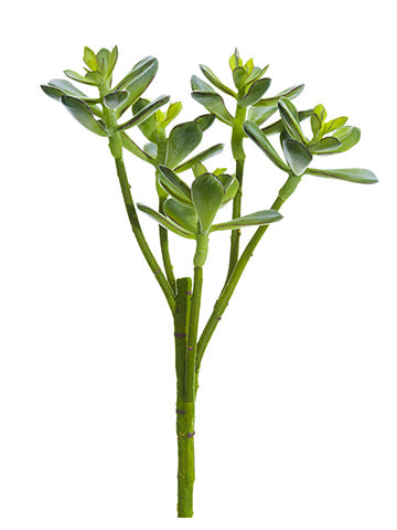 Soft Touch Jade Spray