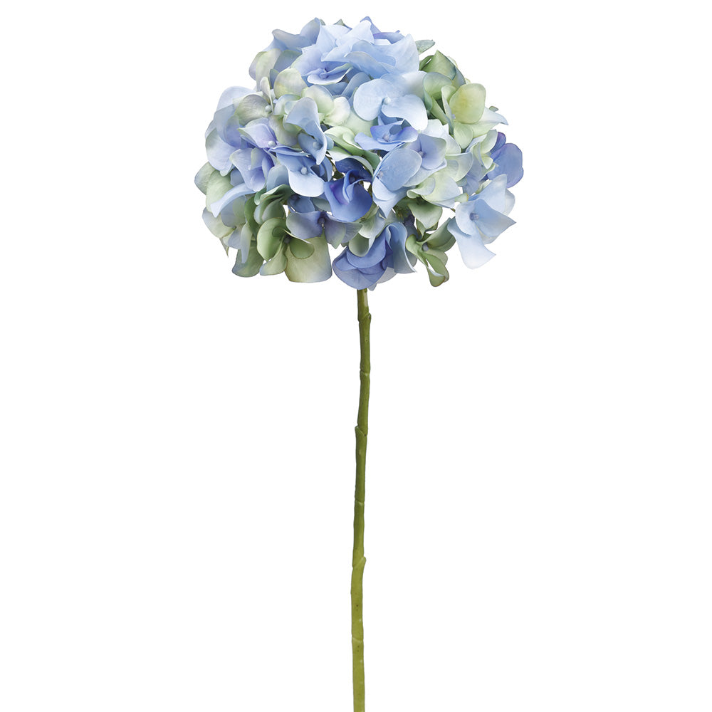 Hydrangea Stem Blue Green