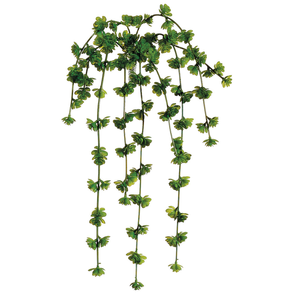 Sedum Hanging Vine