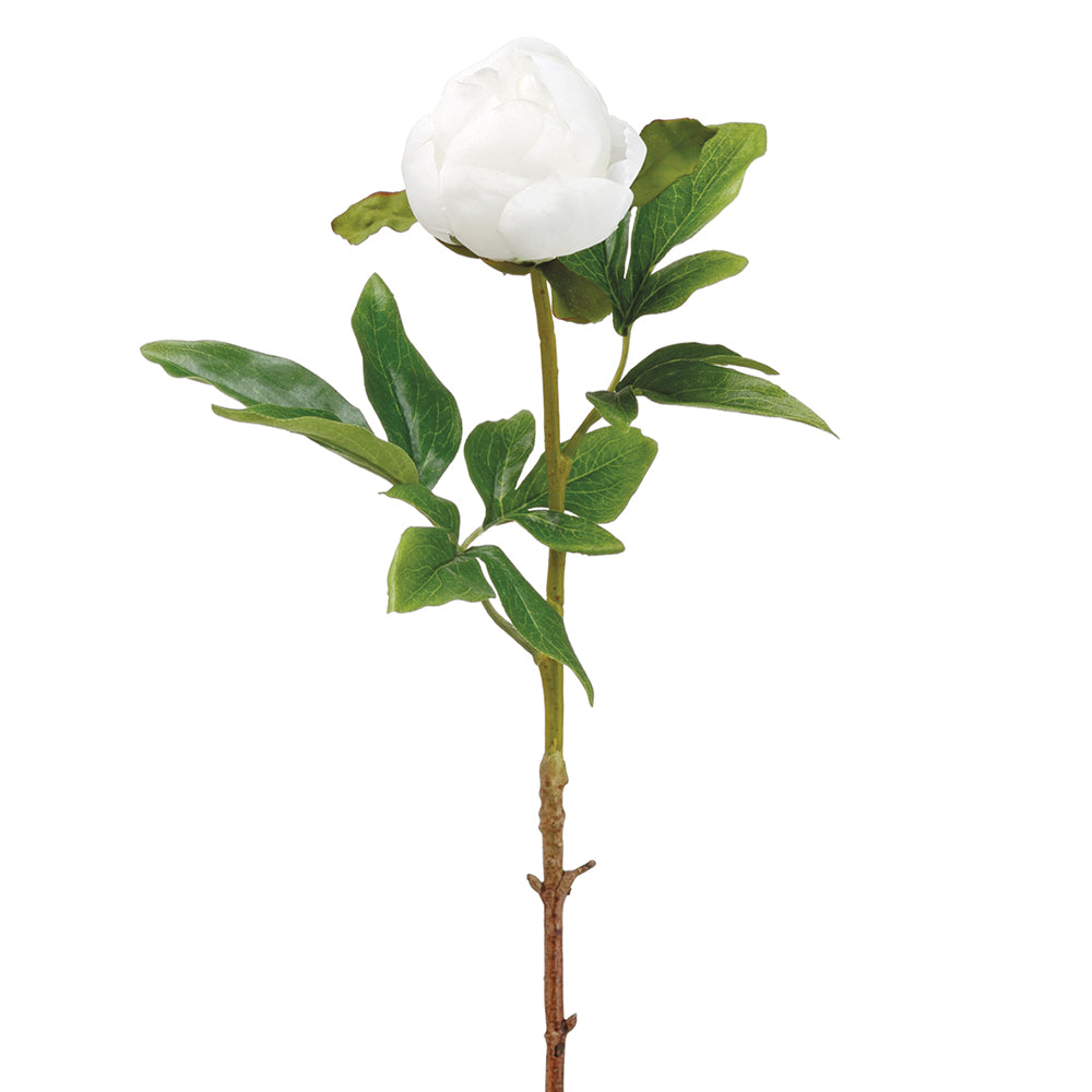 Peony Bud Stem