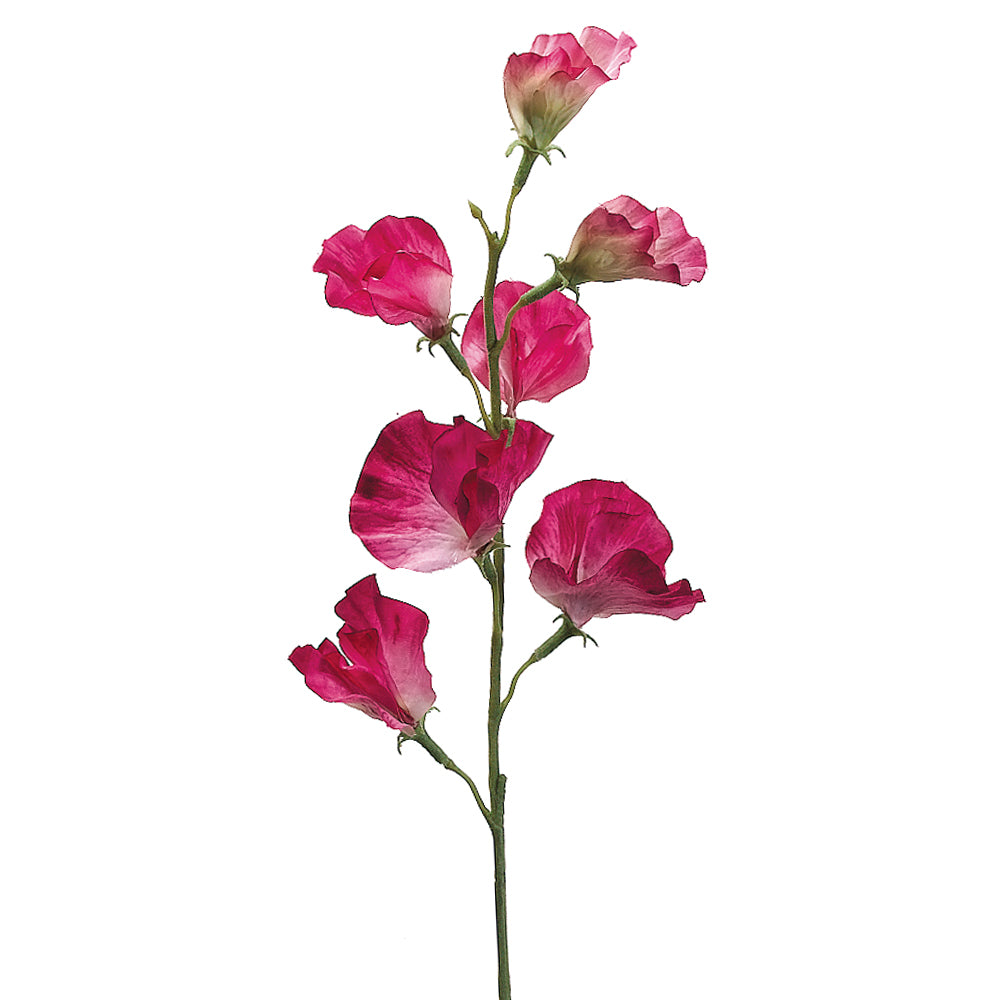 Sweetpea Stem Fuchsia