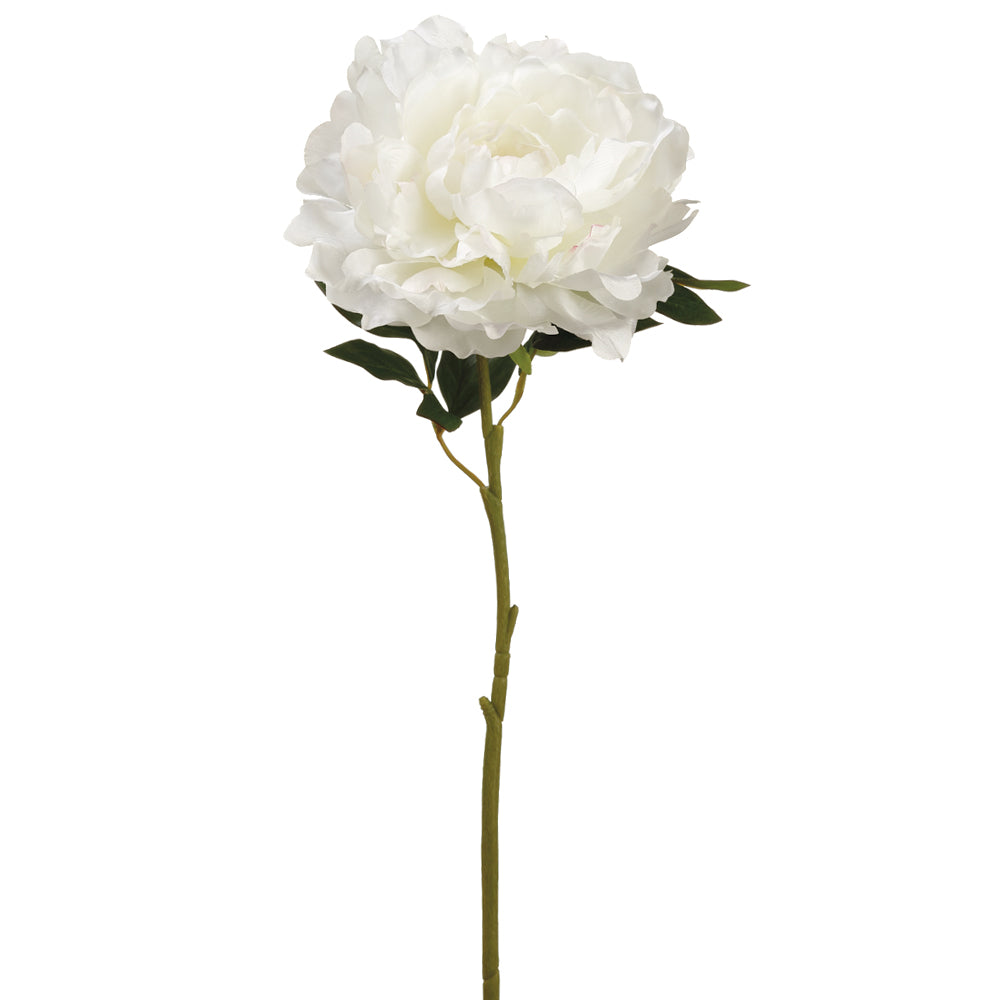 Peony Stem White
