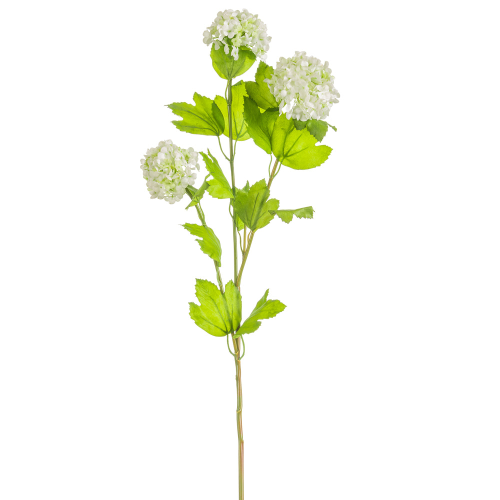 Viburnum Stem White