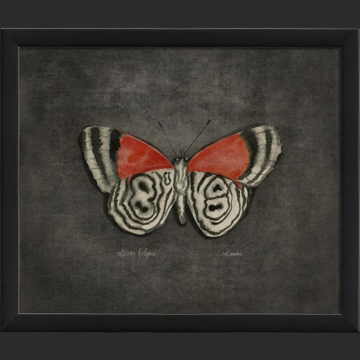 Framed Butterfly Print - Catacore Kolyma