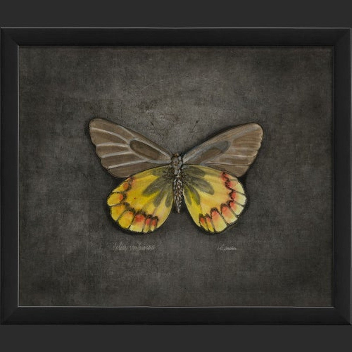 Framed Butterfly Print - Delias Sambawana