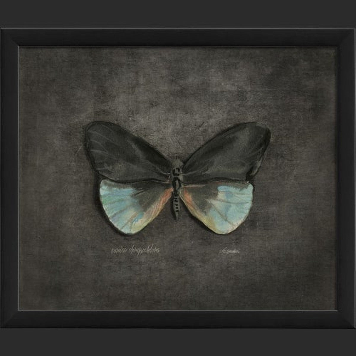 Framed Butterfly Print - Eunica Chrysochlora