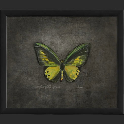 Framed Butterfly Print - Ornithoptera Goliath Supremus